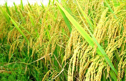 Nghệ An: Giá lúa tăng mạnh nhất trong nhiều năm qua